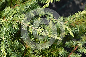 Shore Juniper Schlager