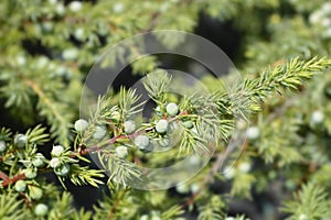 Shore Juniper Schlager