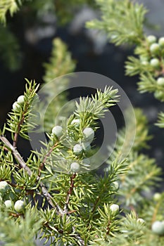 Shore Juniper Schlager