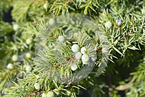 Shore Juniper Schlager