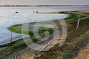 Shore of the lake with blue-green algae