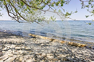 Shore of Lake Ontario with a tree log