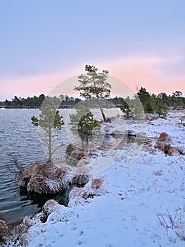 shore of a lake with pine trees under a clorful evening sky. Aegviidu, Estonia
