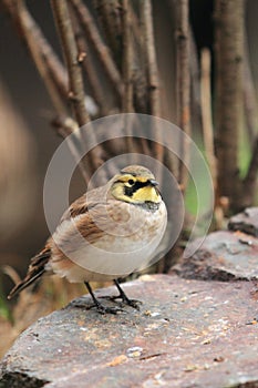 Shore lark