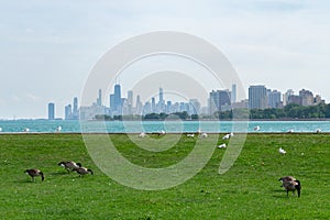 The Shore of the Montrose Point Bird Sanctuary with Geese and Seagulls and the Chicago Skyline in the distance