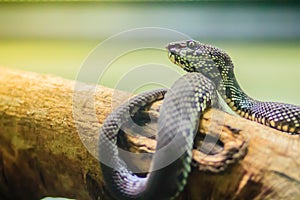 The Shore pit viper, Mangrove pit viper, or Mangrove viper (Trimeresurus purpureomaculatus) is venomous snake that is highly toxic