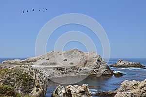 Shore at Point Lobos