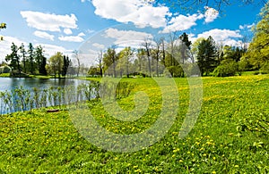 Shore of the pond with dandelions