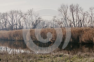 Shore of reservoir overgrown with dry yellow reeds