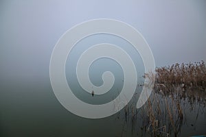 Shore of a river in a park on foggy day in winter
