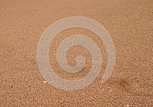 Shore sand background with shells