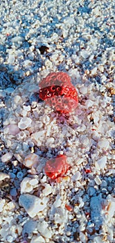 shore sand stones shell pattern background