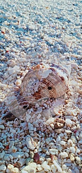 Shore sand stones shell sea background
