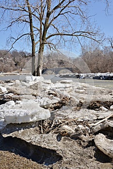 Shore side ice floes and tree along Humber River