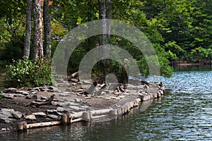 the shore of a small lake