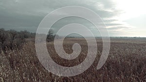 The shore of the swamp, overgrown with reeds. Aerial view