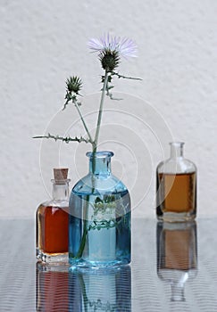 Shore thistle and aromatic oil