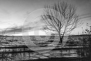Shore of Trasimeno lake Umbria, Italy with a skeletal tree and ripples on water