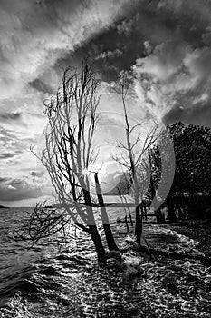 Shore of Trasimeno lake Umbria, Italy with sun behind bare trees on rough water