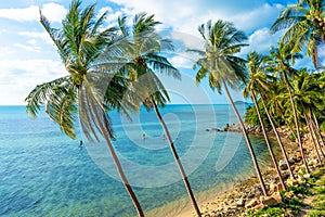 The shore of a tropical island. Beach by the ocean. Palm trees overhang a water