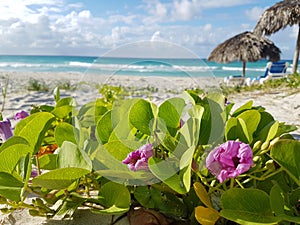 Shore Varadero Cuba, flowers