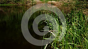 Shore of a wild natural lake overgrown with reeds.