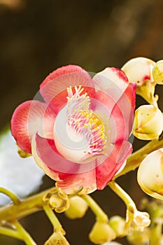 Shorea Robus flowers