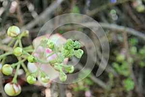 Shorea robusta or Cannonball flower from the tree