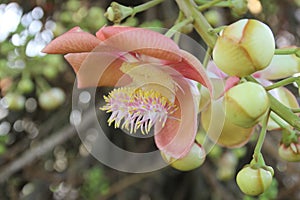 Shorea robusta or Cannonball flower from the tree