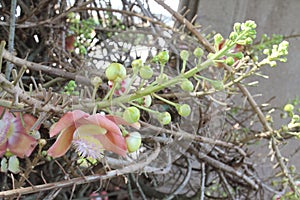 Shorea robusta or Cannonball flower from the tree