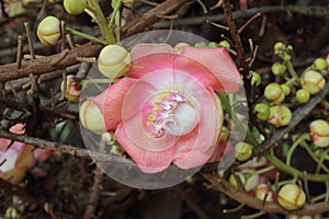 Shorea robusta or Cannonball flower from the tree