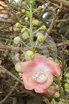 Shorea robusta or Cannonball flower from the tree