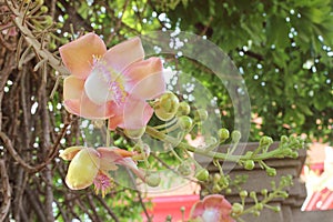 Shorea robusta or Cannonball flower from the tree