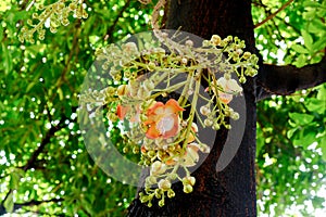 Shorea robusta or Cannonball flower from the tree