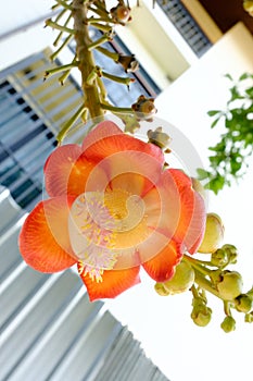 Shorea robusta or Cannonball flower from the tree