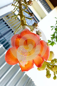 Shorea robusta or Cannonball flower from the tree