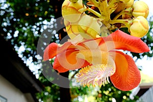 Shorea robusta or Cannonball flower from the tree