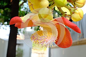 Shorea robusta or Cannonball flower from the tree