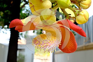 Shorea robusta or Cannonball flower from the tree