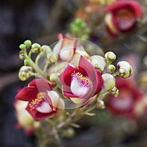 Shorea robusta closeup