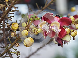 Shorea robusta, Dipterocarpaceae, Couroupita guianensis Aubl., Sal blooming in garden on blurred nature background