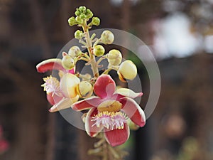 Shorea robusta, Dipterocarpaceae, Couroupita guianensis Aubl., Sal blooming in garden on blurred nature background