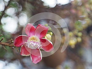 Shorea robusta, Dipterocarpaceae, Couroupita guianensis Aubl., Sal blooming in garden on blurred nature background