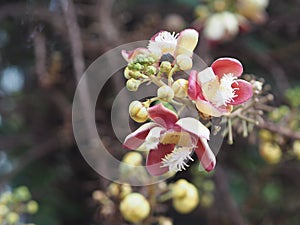 Shorea robusta, Dipterocarpaceae, Couroupita guianensis Aubl., Sal blooming in garden on blurred nature background