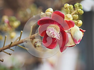 Shorea robusta, Dipterocarpaceae, Couroupita guianensis Aubl., Sal blooming in garden on blurred nature background