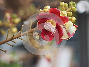 Shorea robusta, Dipterocarpaceae, Couroupita guianensis Aubl., Sal blooming in garden on blurred nature background