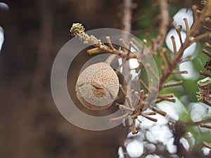 Shorea robusta, Dipterocarpaceae, Couroupita guianensis Aubl., Sal blooming in garden on blurred nature background