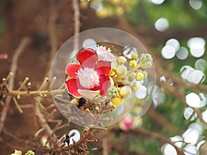 Shorea robusta, Dipterocarpaceae, Couroupita guianensis Aubl., Sal blooming in garden on blurred nature background