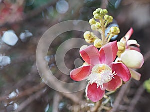 Shorea robusta, Dipterocarpaceae, Couroupita guianensis Aubl., Sal blooming pink flower in garden on blurred nature background