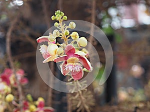 Shorea robusta, Dipterocarpaceae, Couroupita guianensis Aubl., Sal blooming pink flower in garden on blurred nature background